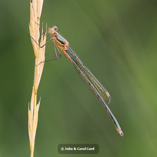 IMG_1584 Lestes sponsa.JPG